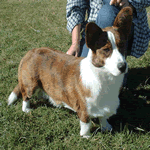 dogs that start with c small breeds that start with quot c quot list dogs that start with c small breeds that start with quot c quot list