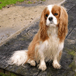 dogs that start with c small breeds that start with quot c quot list dogs that start with c small breeds that start with quot c quot list