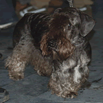 dogs that start with c small breeds that start with quot c quot list dogs that start with c small breeds that start with quot c quot list