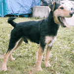 breeds that start with h small breeds that start with quot g quot list breeds that start with h small breeds that start with quot g quot list