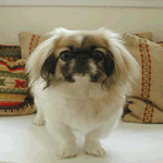 dogs that start with p small breeds that start with quot p quot list dogs that start with p small breeds that start with quot p quot list
