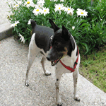 breeds that start with r small breeds that start with quot r quot list breeds that start with r small breeds that start with quot r quot list