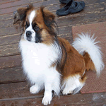 breeds that start with v small breeds that start with quot t quot list breeds that start with v small breeds that start with quot t quot list