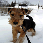 breeds that start with v small breeds that start with quot w quot list breeds that start with v small breeds that start with quot w quot list