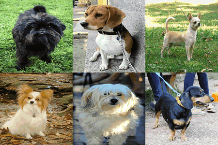 all dogs breeds name with picture