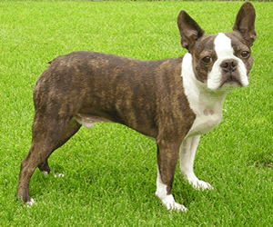 Boston Terrier Boston Terrier