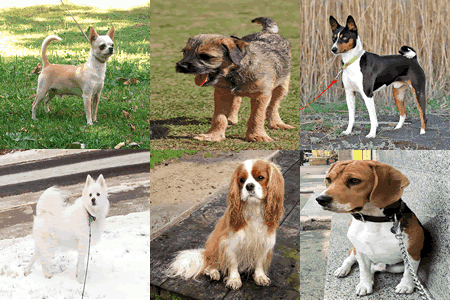 list of best family dogs