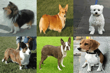 small dog breeds that get along with cats