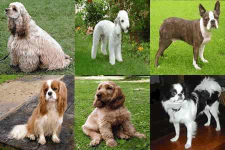 small dog breeds with low energy