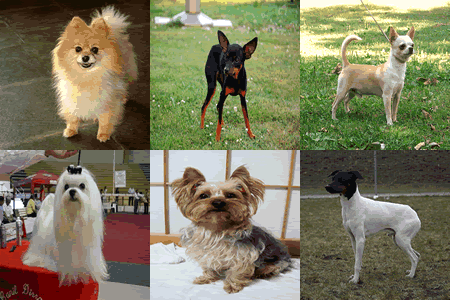 82 Dog breeds under 30 pounds: Complete 