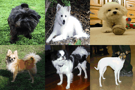 13 Small dog breeds under 10 pounds 