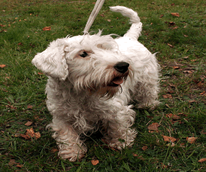 Sealyham Terrier Sealyham Terrier