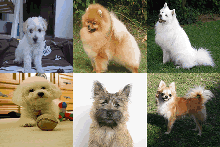a list of small dogs