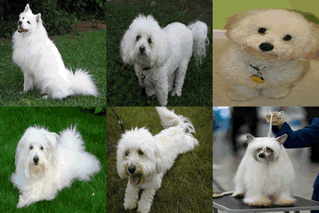 fluffy white dog breeds fluffy white dog breeds
